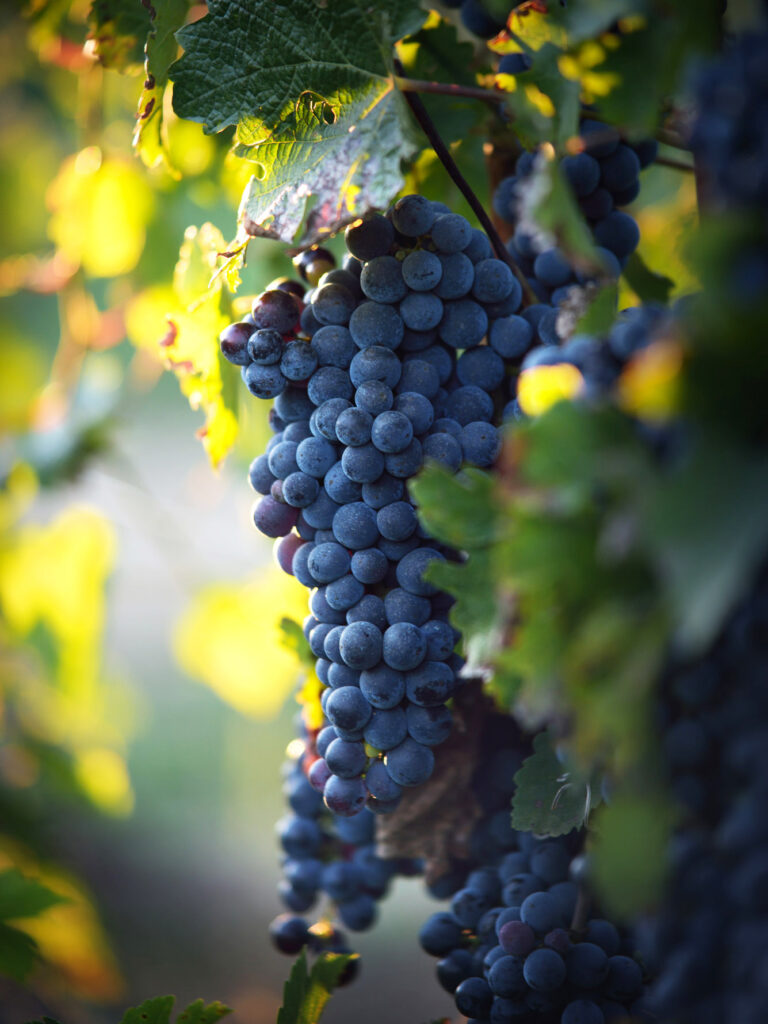 Bunch of blue grapes