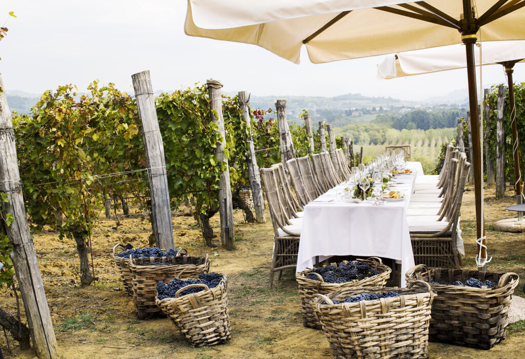 Table setting in vineyard