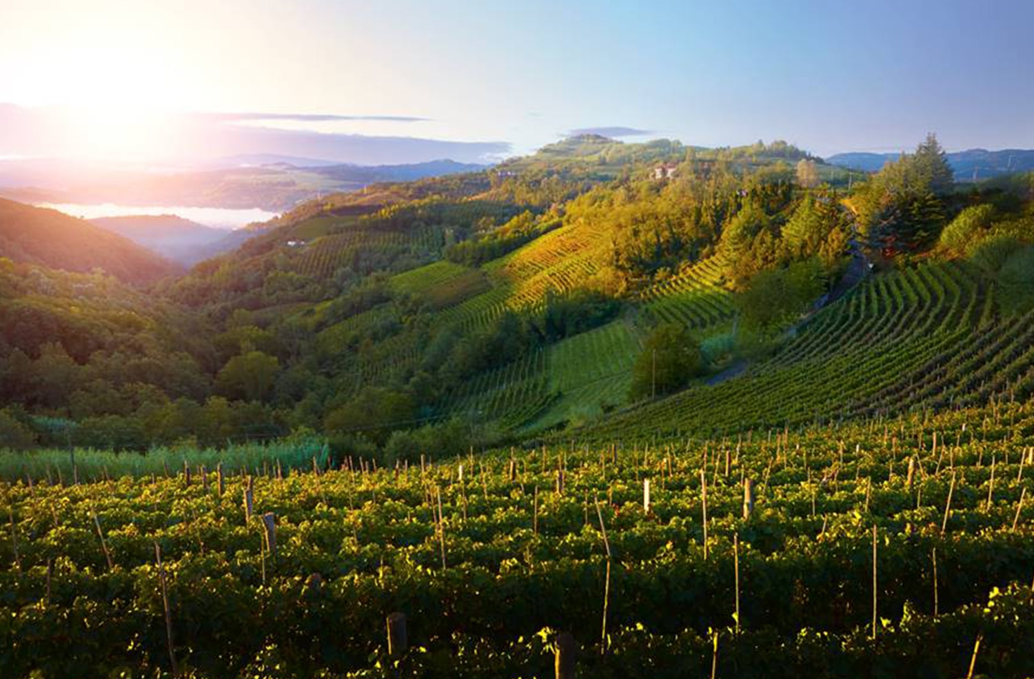 Landscape over vineyards