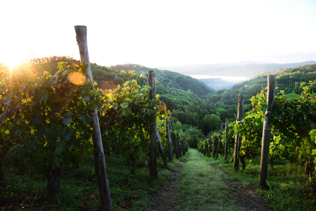 Sunny path through vineyard