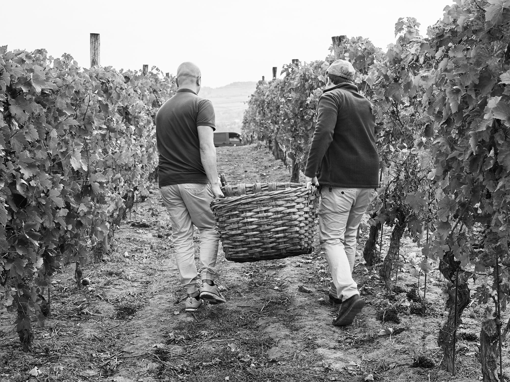 Grape Harvesting