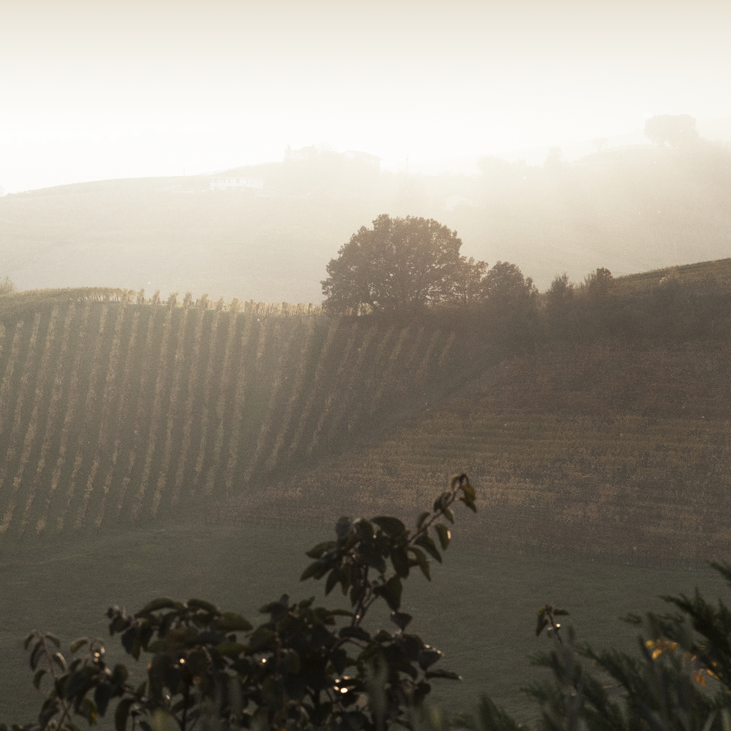 View of wine fields