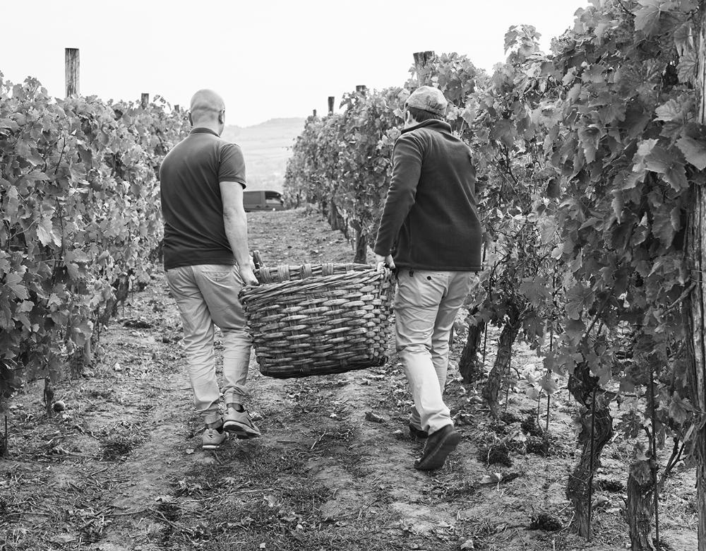 Wine Harvest at Villa la Madonna