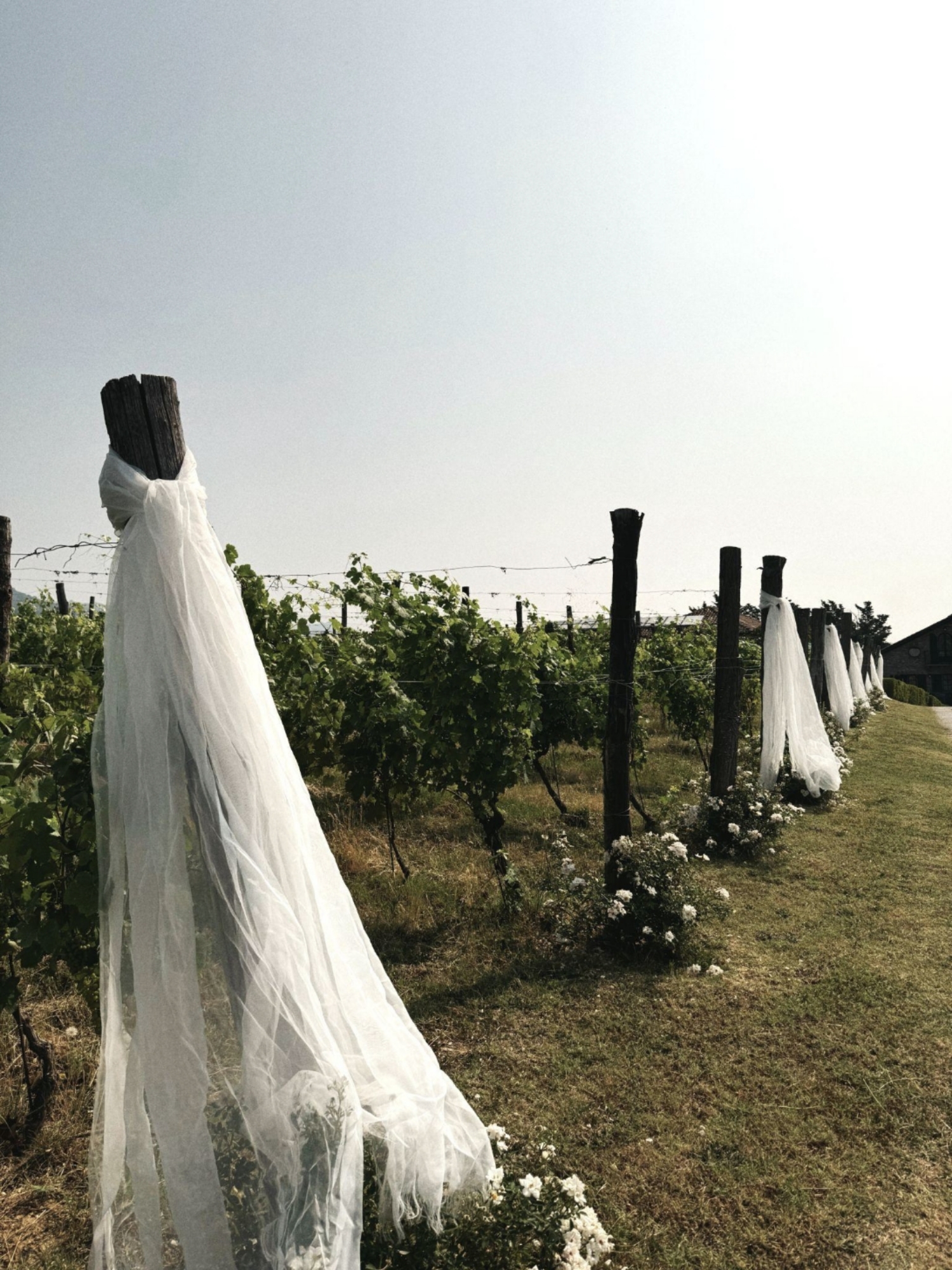 Wedding aisle through the vineyard